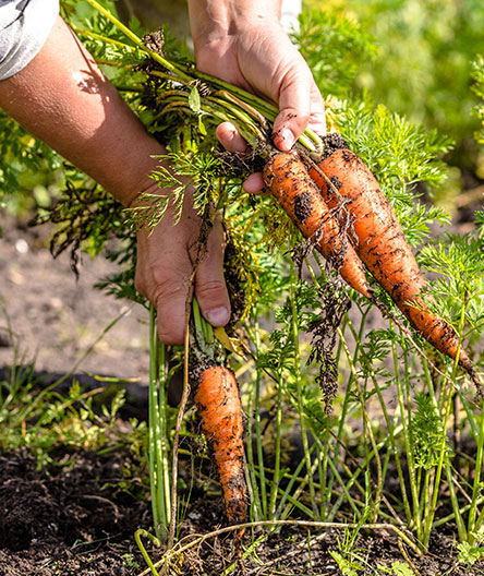 Carrots